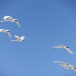 冬の野鳥撮影を楽しんでいる話