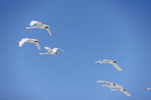 冬の野鳥撮影を楽しんでいる話