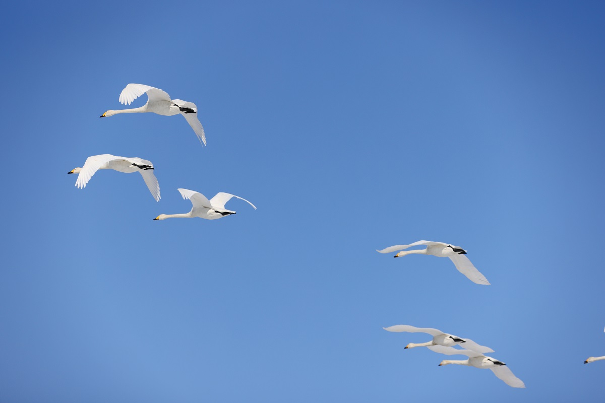 冬の野鳥撮影を楽しんでいる話