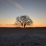 今年初めての写活！日の出と豊頃町ハルニレの木を撮影してきた話