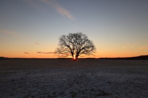 今年初めての写活！日の出と豊頃町ハルニレの木を撮影してきた話
